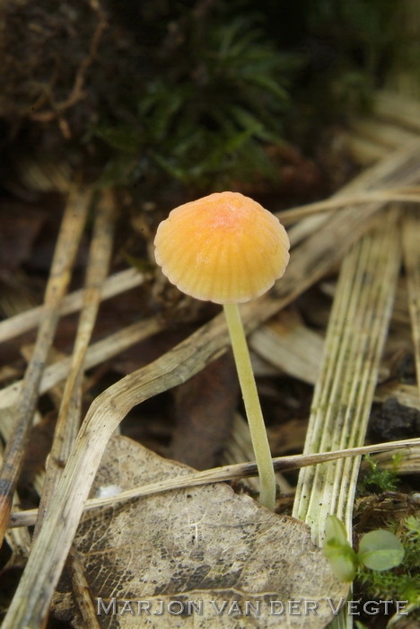 Oranje dwergmycena - Mycena acicula